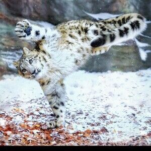 Meet your Posher, Macintozh